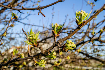 Young buds of a pear tree. Buds of pear tree. Young green leaves blooming on the tree. Unblown bud of fruit tree in spring.