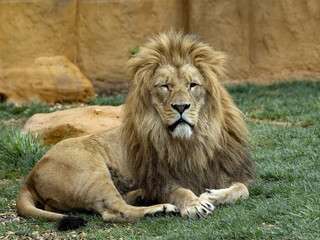 Naklejka na ściany i meble The barbary lion, Panthera leo leo, is considered the largest subspecies of lion.