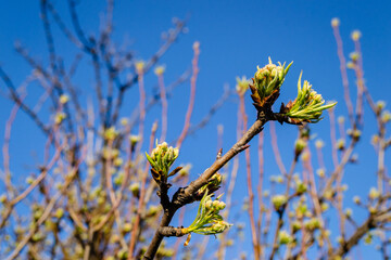 Fototapeta premium Young buds of a pear tree. Buds of pear tree. Young green leaves blooming on the tree. Unblown bud of fruit tree in spring.