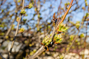Young buds of a pear tree. Buds of pear tree. Young green leaves blooming on the tree. Unblown bud of fruit tree in spring.