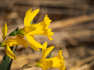 Yellow Daffodils