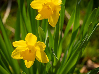 Obraz premium Yellow Daffodils