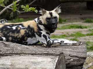 African wild dog, Lycaon pictus, a dreaded African predator, hunts in packs. - 500934654