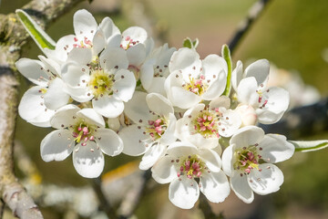 Pyrus salicifolia Weidenblättrige Birne Detail Blüte