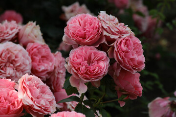pink roses in garden