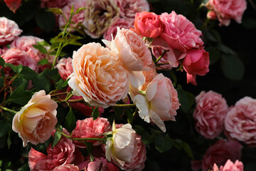 Pink and orange roses in the morning 