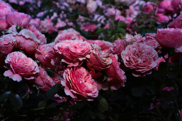 pink and white roses. Spain park. 