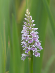 Common Spotted Orchid flower spike