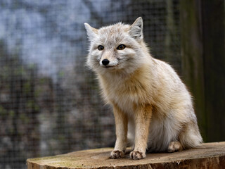 Corsac fox, Vulpes corsac, small agile fox,, hunts smaller rodents and birds.
