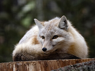 Corsac fox, Vulpes corsac, small agile fox,, hunts smaller rodents and birds.