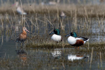 Northern Shoveler (Spatula clypeata) pair with a Black-tailed Godwit at Bhigwan in Maharashtra, India