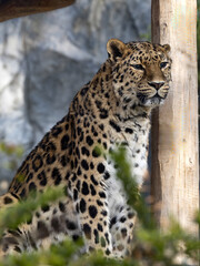 Amur Leopard, Panthera pardus orientalis, observes the surroundings from an elevated position.