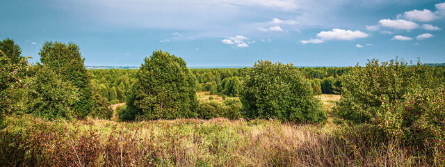 forest summer landscape