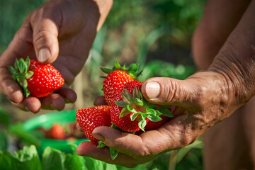 Harvesting fresh ripe organic strawberries