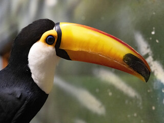 Toco Toucan, Ramphastos toco, is definitely the most beautiful of toucans.