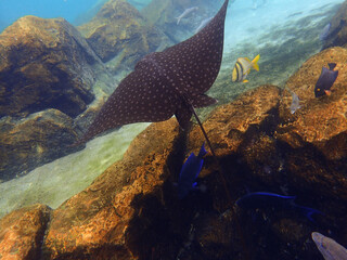 An underwater photo of an Eagle Ray swimming over coral reef.