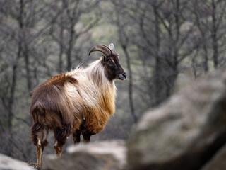 Himalayan tahr, Hemitragus jemlahicus, an agile alpine goat with beautiful fur. - obrazy, fototapety, plakaty