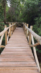 wooden bridge trail over tropical swamp forest with room for text and no people