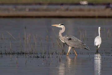 Grey heron (Ardea cinerea) photographed at Bhigwan in Maharashtra, India