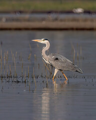 Grey heron (Ardea cinerea) photographed at Bhigwan in Maharashtra, India