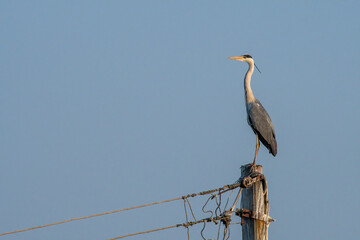 Grey heron (Ardea cinerea) photographed at Bhigwan in Maharashtra, India