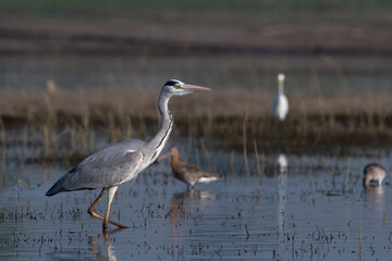 Grey heron (Ardea cinerea) photographed at Bhigwan in Maharashtra, India