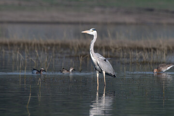 Grey heron (Ardea cinerea) photographed at Bhigwan in Maharashtra, India