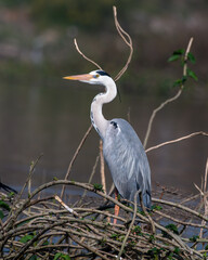 Grey heron (Ardea cinerea) photographed at Bhigwan in Maharashtra, India