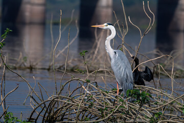 Grey heron (Ardea cinerea) photographed at Bhigwan in Maharashtra, India