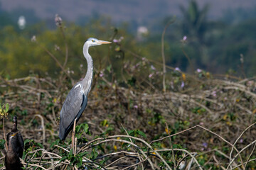 Grey heron (Ardea cinerea) photographed at Bhigwan in Maharashtra, India