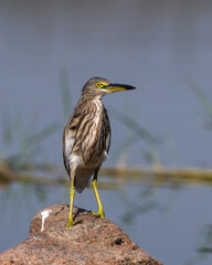 Indian pond heron or paddybird (Ardeola grayii) spotted at Bhigwan in Maharashtra, India
