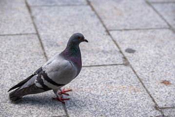 Rock pigeon on tiled ground