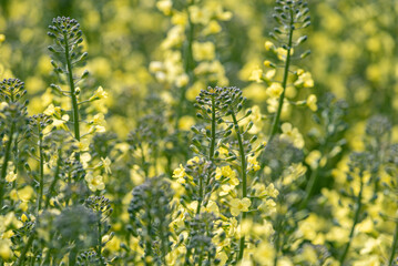 Broccoli flower, Blooming canola flowers
