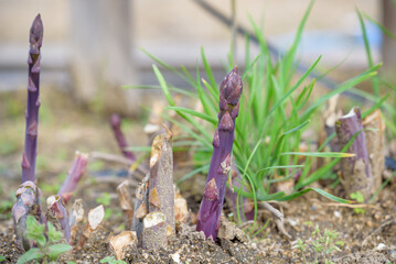 Purple asparagus growing out of the ground