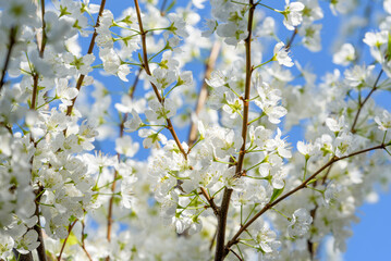 White plum blossoms in full bloom