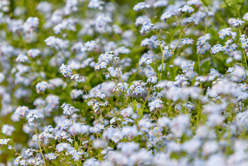 Flower of forget me not, Myosotis