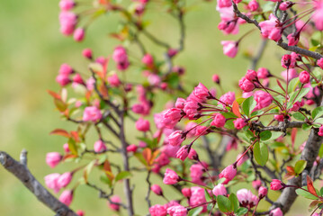 Flower of Hall crabapple starting to bloom