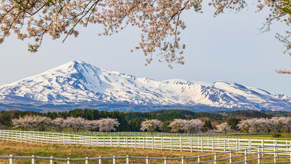 ゆり高原ホースパーク　春　鳥海山と桜