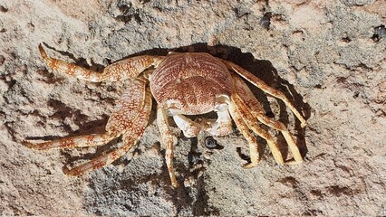 dead crab shell on rock on the coast as a concept of climate change, pollution, protection of species and ecology, with copy space