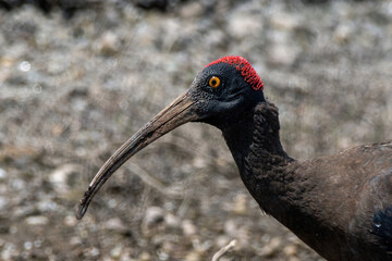 Red-naped ibis (Pseudibis papillosa) also known as the Indian black ibis or black ibis spotted at Bhigwan in Maharashtra, India