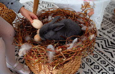 Naklejka na ściany i meble Easter gray rabbit sitting in the nest. Selective focus on the animal