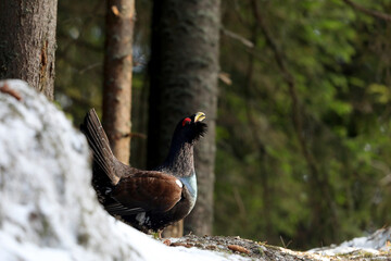 Western capercaillie (Tetrao urogallus) displaying in the wild area of the Carpathian Mountains during their lekking season. 