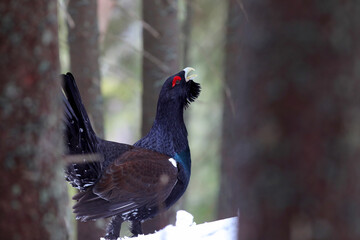 Western capercaillie (Tetrao urogallus) displaying in the wild area of the Carpathian Mountains during their lekking season. 