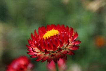 Cornwall Project EDEN - floral and nature