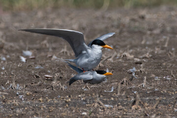 A pair of river terns mating at Bhigwan in Maharashtra, India