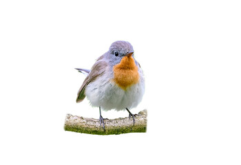 Male red-breasted flycatcher (Ficedula parva) isolate on white, clipping path. Bird isolate. Element for design, ornithology and wildlife concept.