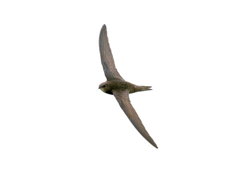 common swift (Apus apus) in flight isolate on white, clipping path. Bird in flight isolate. Element for design, ornithology and wildlife concept.
