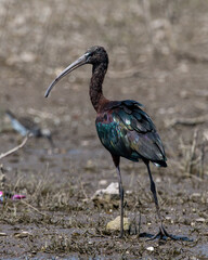 Glossy ibis (Plegadis falcinellus) spotted near Bhigwan in Maharashtra, India