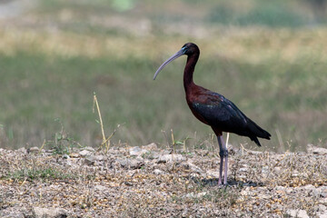 Glossy ibis (Plegadis falcinellus) spotted near Bhigwan in Maharashtra, India