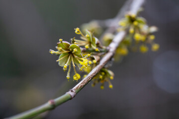 branches with flowers of European Cornel Cornus mas in early spring. Cornelian cherry, European cornel or Cornelian cherry dogwood Cornus mas flovering. Early spring flowers in natural habitat